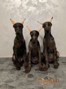 Doberman